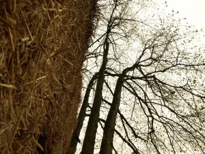 Деревья растут возле стены из соломы