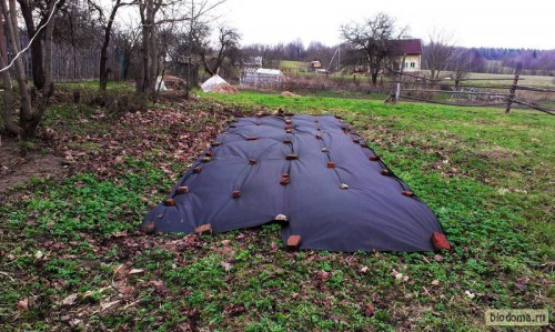 Черный спанбонд на огороде